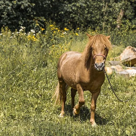 Dw Maria 2 Bed and breakfast Zakopane